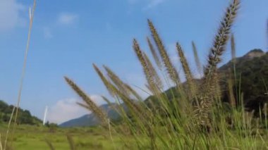 Köpeklerin kuyruğu rüzgarda sallanıyordu.