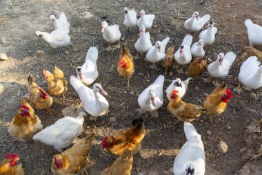 Tavuk ve ördek çiftliği