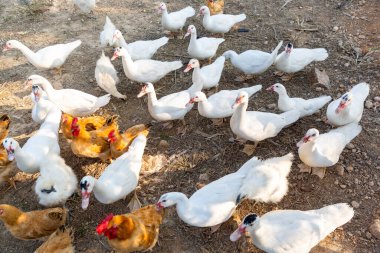 Tavuk ve ördek çiftliği