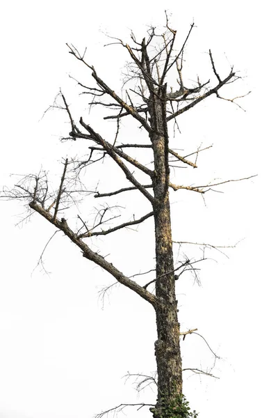 Döda Träd Vit Bakgrund — Stockfoto