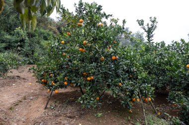 Meyve bahçesinde asılı taze portakallar