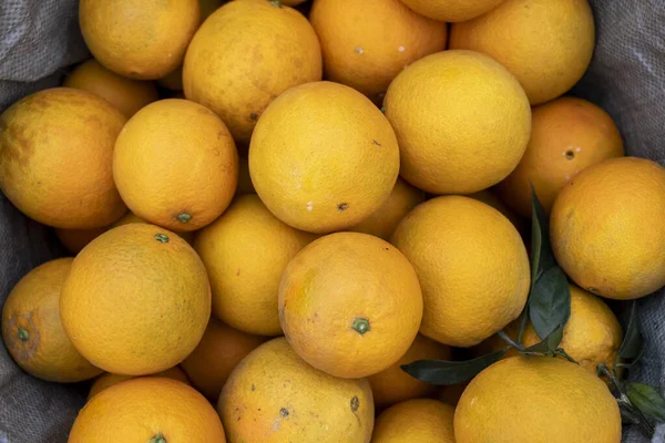 Fresh Oranges Hanging Orchard — Stock Photo, Image