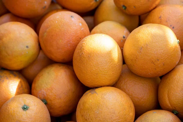 Fresh Oranges Hanging Orchard — Stock Photo, Image