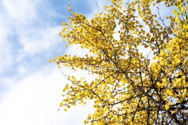 Bir sonbahar günü ağaçların dallarında sarı Ginkgo biloba yaprakları