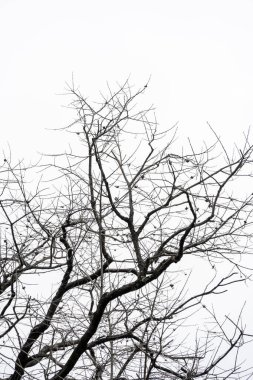 beyaz zemin üzerinde ölü odun