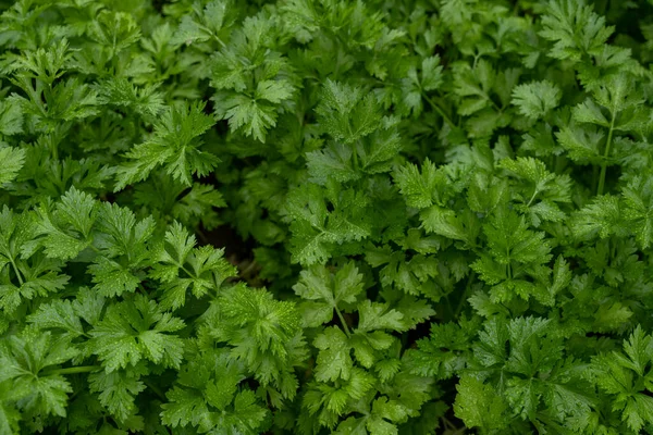 Campos Apio Verde Día Lluvioso — Foto de Stock