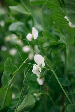 PEA organik bir çiftlikte çekim yapıyor
