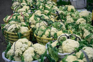 Organik bir çiftlikten taze toplanmış brokoli. Sağlıklı gıda.