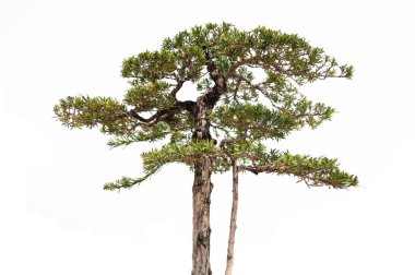 Beyaz arka planda çam ağaçları