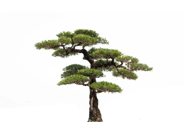 Pinos Sobre Fondo Blanco — Foto de Stock