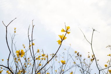 Baharın TABEBUIA Krizotrikası