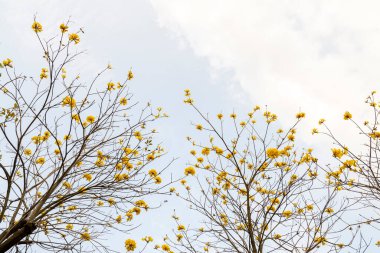 Baharın TABEBUIA Krizotrikası