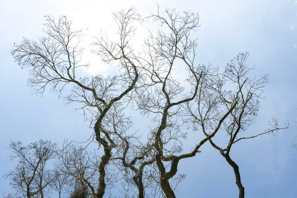 Cierre Ramas Muertas Bajo Cielo Azul — Foto de Stock