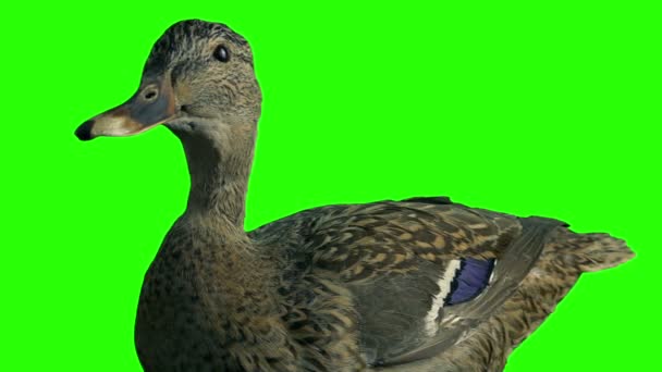 Duck Model Historia Naturalna Greenscreen Wycięcie — Wideo stockowe