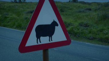Karanlık çöktüğünde otomobiller koyunların önünden geçer.