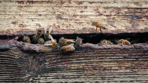 Bijen Bij Hive Opening Vliegen Rond — Stockvideo