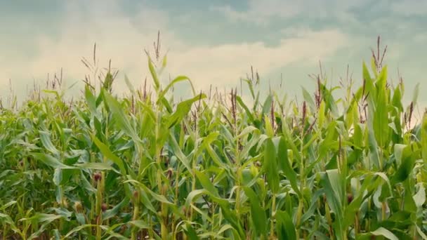 Kukuřičné Obiloviny Odpoledních Hodinách — Stock video