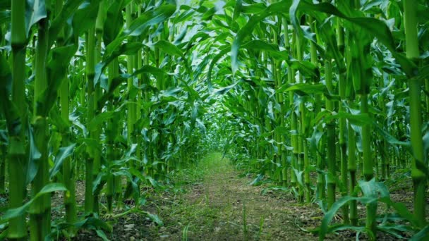 Ground Level Roots Corn Cancer — стоковое видео