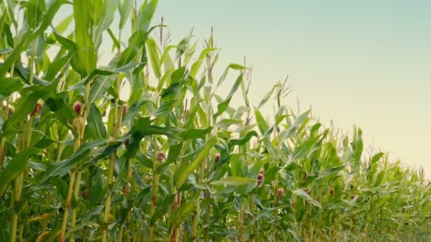 Uprawy Kukurydzy Letnie Popołudnie — Wideo stockowe