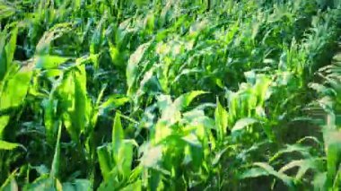 Şiddetli Rüzgarda Yeşil Mısır Bitkileri