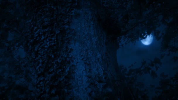 Mond Hinter Altem Mit Efeu Bedecktem Baum — Stockvideo