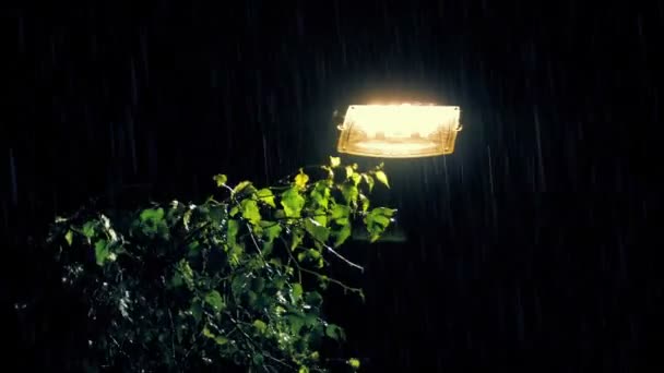 City Street Light Tree Esővihar — Stock videók
