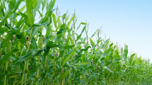 夏天的成熟玉米地 — 图库视频影像