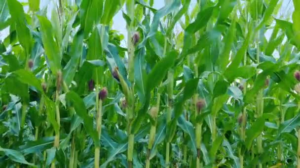 Dojrzałe Uprawy Kukurydzy Kwitnącymi Głowami — Wideo stockowe