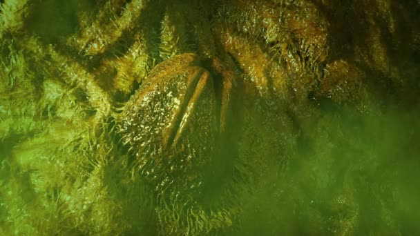 云雾洞穴中的外星人蛋科幻场景 — 图库视频影像
