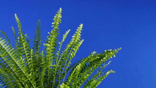 Fern Breeze Closeup Bluescreen Voor Het Componeren — Stockvideo