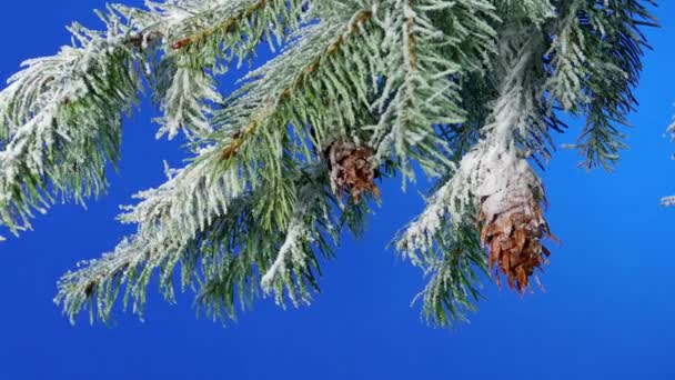 Snow Covered Pine Cones Branches Bluescreen Compositing — 비디오