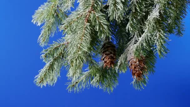 Ramas Árboles Cubiertos Nieve Conos Pino Bluescreen Para Componer — Vídeo de stock