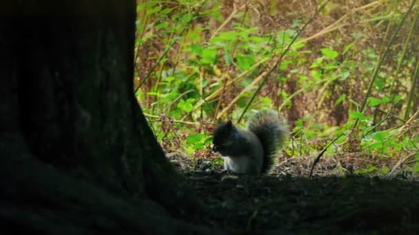 Eichhörnchen Suchen Und Essen Schatten Des Baumes — Stockvideo