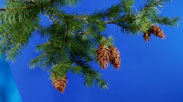 松の枝とコンコンを丸みを帯びて構成するためのブルースクリーン — ストック動画