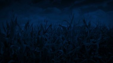 Mısır Tarlasında UFO 'dan Uzaylı Renkli Işıklar