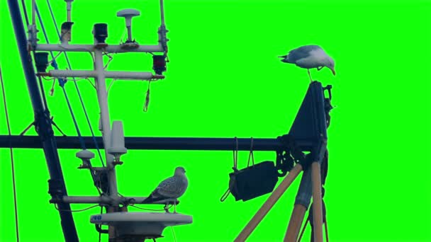 Seagulls Perch Boat Greenscreen Isolated — стоковое видео