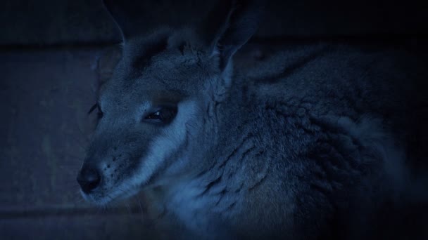 Wallaby Abend Australisches Säugetier — Stockvideo