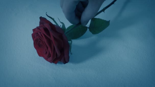 Rose Colocou Neve Noite — Vídeo de Stock