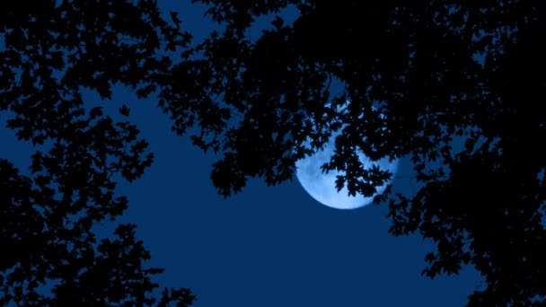 Árboles Arriba Con Luna Distancia — Vídeos de Stock