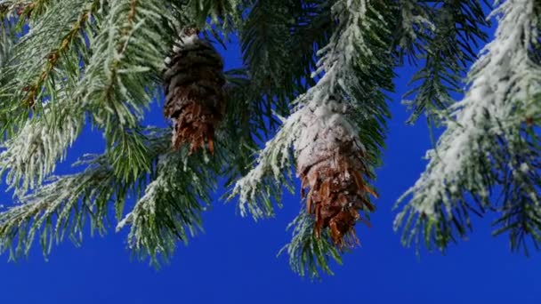 Wind Moves Snowy Pine Branches Closeup Bluescreen Compositing — Stock Video