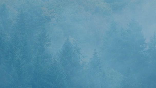Niebla Mueve Sobre Bosque — Vídeos de Stock
