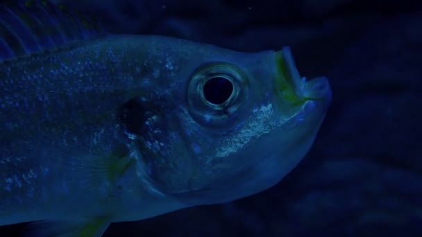 Karanlık Deniz Yutkunan Balık — Stok video