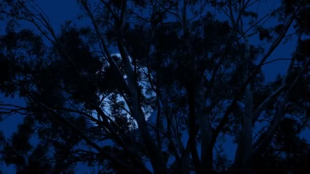 Luna Dietro Albero Eucalipto Nella Notte Tempestosa — Video Stock