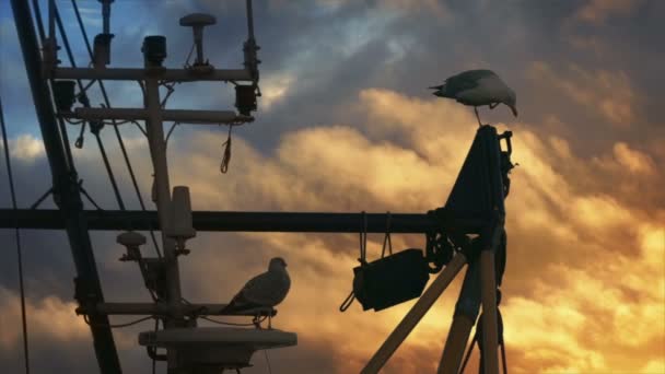 Gaviotas Barco Aparejo Con Cielo Noche Oro — Vídeos de Stock