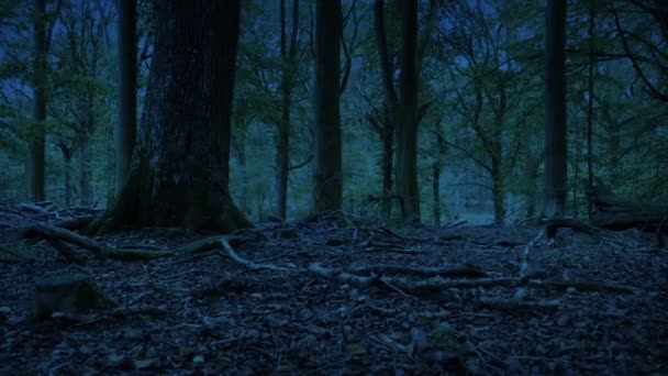 夜晚在林地中崛起 — 图库视频影像