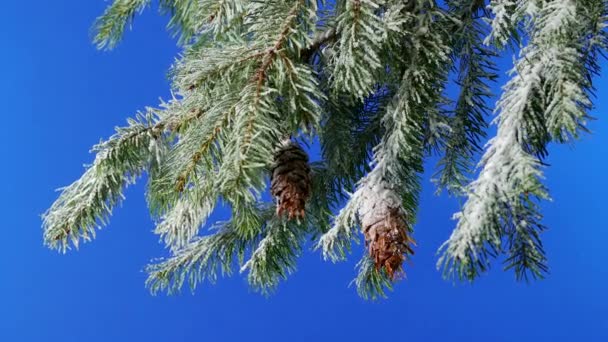ブリーズ雪の枝を移動作曲のためのブルースクリーン — ストック動画