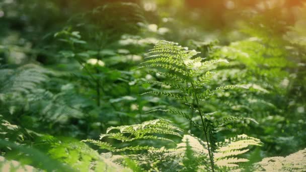 Varens Het Bos Zomer — Stockvideo