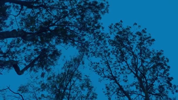 Olhando Para Árvores Noite Ventosa — Vídeo de Stock