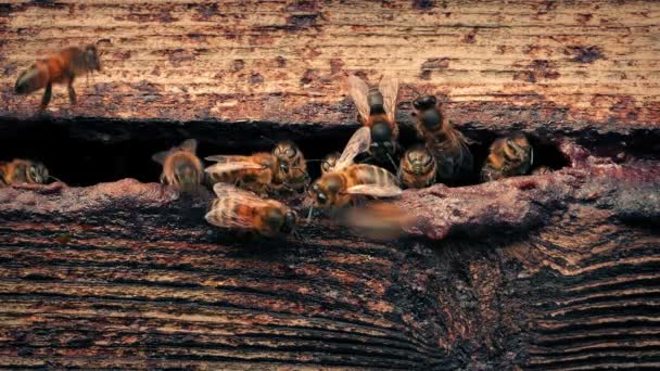 Μέλισσες Cluster Γύρω Από Την Είσοδο Στην Κυψέλη — Αρχείο Βίντεο