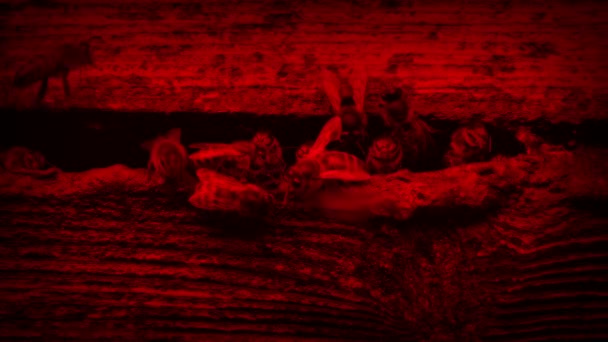 蜂群中的蜜蜂 濒临绝种的香港塌陷红色 — 图库视频影像